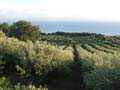 Photo of Parco degli Ulivi Farm Holiday - Click on the images to enlarge